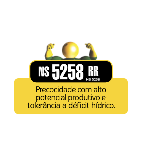 Semente Soja NS5258RR P2  - 0